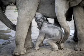 新生小象的首次户外活动图片