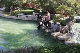 穿轮滑鞋男孩掉进景观池 两名热心市民下水将人救出图片