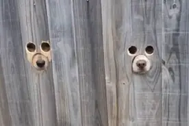 女子在院墙上打洞方便狗狗“偷窥”路人 网友：有点恐怖图片