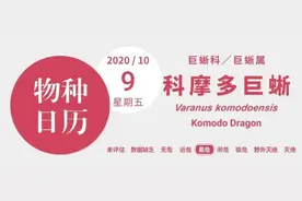 《金刚》的原型不是大猩猩，而是……龙？图片