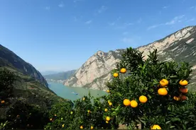 “倔强”的秭归脐橙“逆风”飘香图片