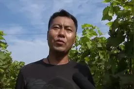 丰收海阳——蓝莓葡萄：不是蓝莓胜似蓝莓视频封面