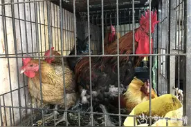 “买活鸡不能现买现杀”引争议 市场内宰杀生禽依旧图片