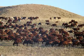 土耳其游牧民带领羊群“迁徙”场面浩浩荡荡图片