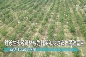 建设生态经济林成为科尔沁沙地农牧民致富宝视频封面