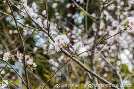 玄武湖的樱花开好了！正是最佳观赏期图片