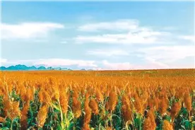 高粱田里的仰望图片