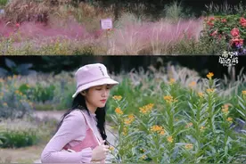 南宁藏了超美的“莫奈花园”，还有粉色花海盛放，免费，赶紧去图片