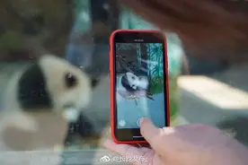 “大美”、“青青”，长沙迎来两只可爱大熊猫图片