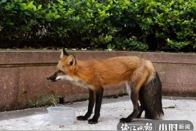 杭州留下惊现的那只“小狐仙”是家养的，现在已找到“新家”图片