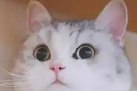 贵定一工地挖出几十个“金蛤蟆”？小心中招图片