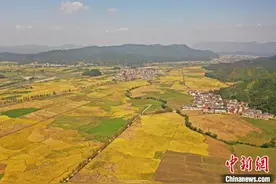 航拍江西铅山稻田一片金黄 秋色染黄大地图片