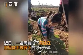 3岁萌娃菜地徒手拔萝卜 边拔萝卜边哼唱儿歌图片
