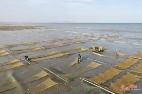 江苏连云港40万亩紫菜开始放苗图片