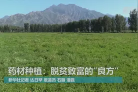 药材种植：脱贫致富的“良方”视频封面