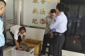 垂钓者夜钓发现大海龟，原来是游进黄浦江的太平洋蠵龟，已送至野生动物基地图片