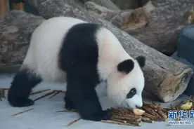 大熊猫“大美”“青青”亮相长沙图片