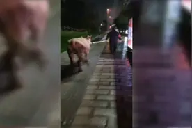 26秒 | 民警街头夜巡偶遇“牛大哥”牵着牛微信群里找失主图片