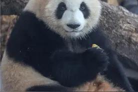 大熊猫“青青”和“大美”空降长沙生态动物园，大熊猫馆改建后首次迎接大熊猫入住图片