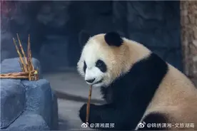 大熊猫青青和大美定居长沙 每只熊猫有单独两室一厅一院还有中央空调图片