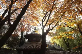 好玩│北京繁华秋景将至，去这些“赏秋”打卡点看展品美味图片
