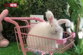 你想撸兔子吗？软萌的安哥拉巨兔“营业”了视频封面