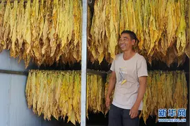 「脱贫攻坚 云龙在行动」产业扶持让日子“牛”起来图片