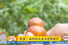 寿光男子种的大枣长得像葫芦，各地客商来抢购，最高卖到88元一斤视频封面