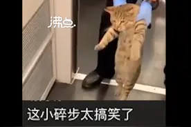 小猫蹭高铁被乘务员强制送下车，走出灵魂小碎步，网友评论亮了图片