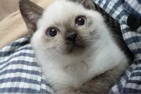 捡来的暹罗猫逐渐黑化！小时候奶白色，现在直接变成了深渊...图片