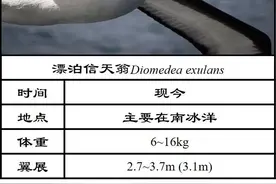 翱翔天际的庞然大物图片