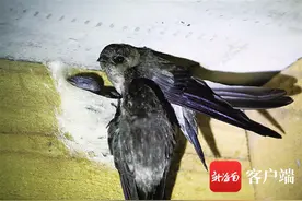 大洲岛故事 | 听说了吗？海南这群渔民给金丝燕送了一座岛……图片
