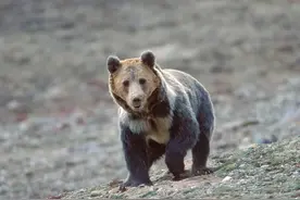 有牧民因怕熊住进车里，专家：“藏棕熊”其实不罕见图片