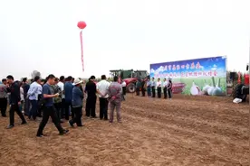 “机器换人”！广饶大蒜种植进入机械化新时代图片