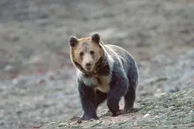 专家：“藏棕熊”其实不罕见，有牧民因怕熊住进车里图片