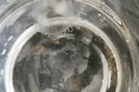 真是少见！贵州大山水塘里出现这种“小精灵”，大家直呼稀奇……图片