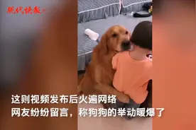 2岁女孩被妈妈训，宠物狗开启“护娃模式”暖爆网络图片