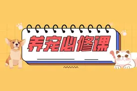 养猫致头秃上热搜！其实猫癣并不可怕 | 养宠必修课图片