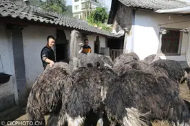 “80后”小伙返乡创业养鸵鸟 带动群众共圆致富梦图片