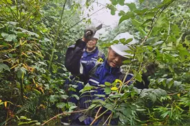 四川雅安七旬老人上山采笋失踪一个多月 搜救者：或已坠崖，生还渺茫图片