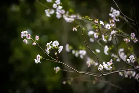 金秋十月上海樱花再开，部分春季樱花“休眠”后又反季开花了图片