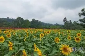 就这几天，乐山有一大片向日葵花海正在盛放图片