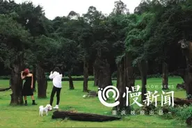 慢新闻｜重庆版“绿光森林”“绿野仙踪”来了图片