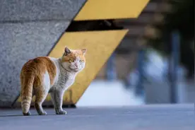 一个空瓶换它一顿饱餐，流浪动物自动喂食器现身上海，你支持吗？图片