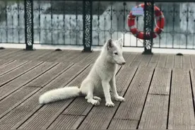 南开校园现“小白狐”，校园动物保护组织：保持观赏距离，勿惊扰图片