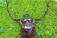 珍稀甲虫格彩臂金龟现四川 它们在给人类警示？图片