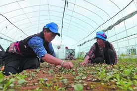 “太阳谷”农旅融合酒药飘香图片