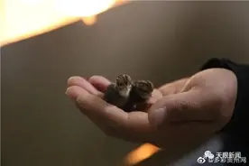 全世界最小的鸡！贵州小伙靠养它发财了图片