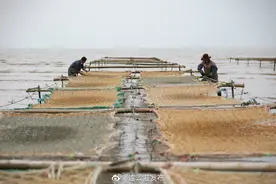 连云港：金秋养殖季 紫菜放苗忙图片