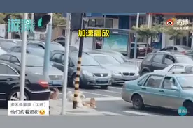 大连一群小狗过马路等红绿灯，网友：混熟了人类的生存规则图片